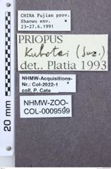 Etikett zu Melanotus fulvipennis (Fleutiaux, 1933)